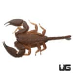 Australian Rainforest Scorpion (Liocheles waigiensis) For Sale - Underground Reptiles