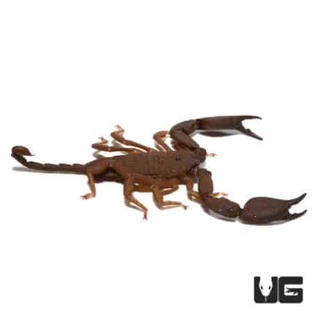 Australian Rainforest Scorpion in natural habitat.