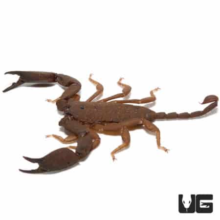 Australian Rainforest Scorpion in natural habitat.