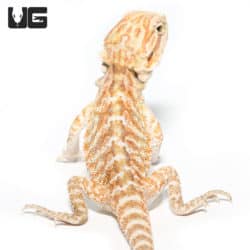 Baby Almond Toffee Bearded Dragon