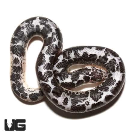 Baby Anery Splash Kenyan Sand Boa