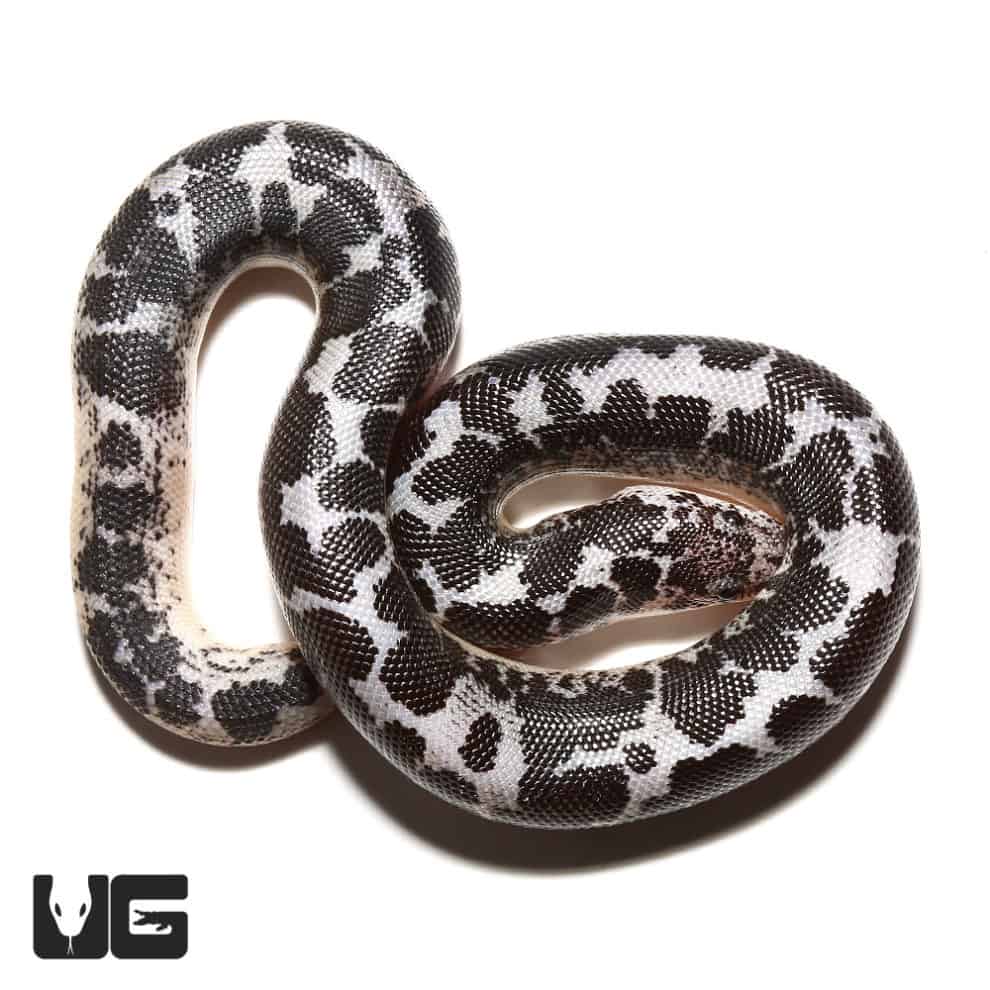 Baby Anery Kenyan Sand Boas For Sale Underground Reptiles