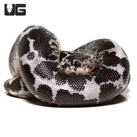 Baby Anery Splash Kenyan Sand Boa