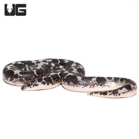 Baby Anery Splash Kenyan Sand Boa