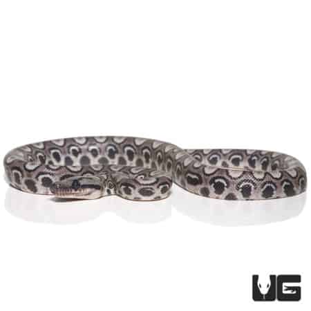 Baby Black Anery Brazilian Rainbow Boa (Epicrates cenchria)