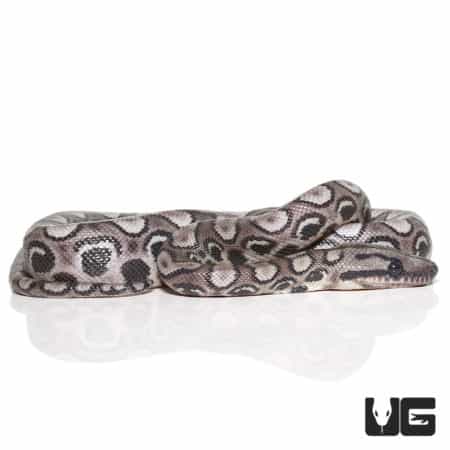 Baby Black Anery Brazilian Rainbow Boa (Epicrates cenchria)