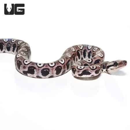 Baby Black Anery Brazilian Rainbow Boa #2 (Epicrates cenchria) For Sale - Underground Reptiles