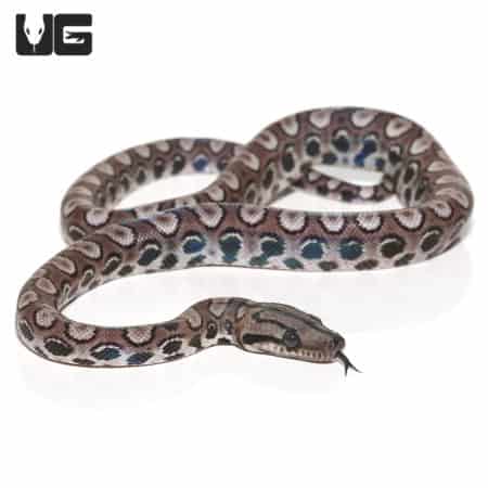 Baby Black Anery Brazilian Rainbow Boa #3 (Epicrates cenchria) For Sale - Underground Reptiles