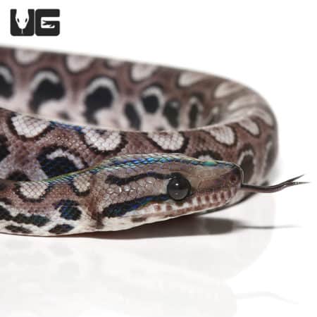 Baby Black Anery Brazilian Rainbow Boa #3 (Epicrates cenchria) For Sale - Underground Reptiles