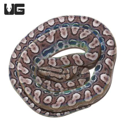 Baby Black Anery Brazilian Rainbow Boa in coiled position, showcasing vibrant iridescence and unique.