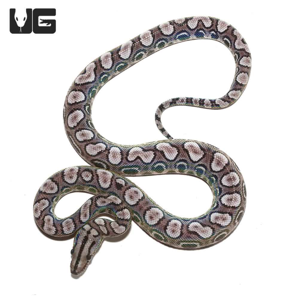brazilian-rainbow-boa-for-sale-underground-reptiles
