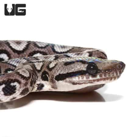 Baby Black Anery Brazilian Rainbow Boa #4 (Epicrates cenchria) For Sale - Underground Reptiles