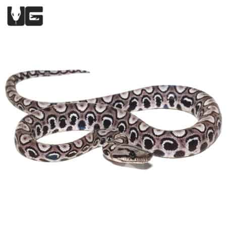 Baby Black Anery Brazilian Rainbow Boa #4 (Epicrates cenchria) For Sale - Underground Reptiles