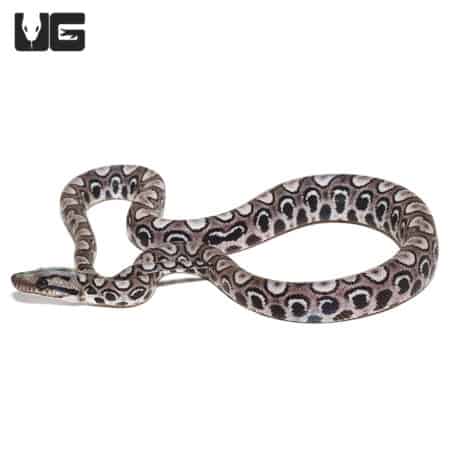 Baby Black Anery Brazilian Rainbow Boa with striking pattern and glossy scales.