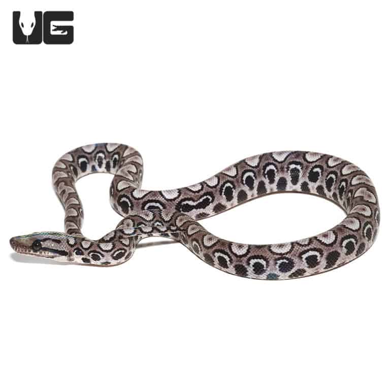 Brazilian Rainbow Boa For Sale Underground Reptiles