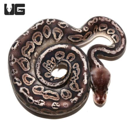 Female Baby Black Pewter Ball Python with unique pattern and glossy scales.