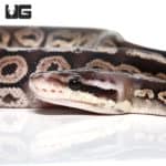 female Baby Black Pewter Ball Python (Python regius) For Sale - Underground Reptiles