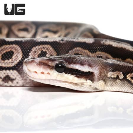 female Baby Black Pewter Ball Python (Python regius) For Sale - Underground Reptiles