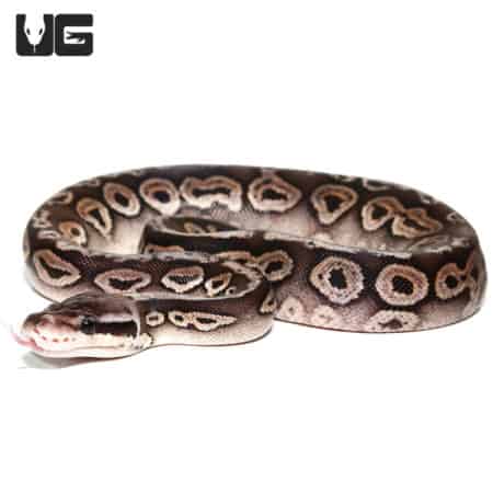 female Baby Black Pewter Ball Python (Python regius) For Sale - Underground Reptiles