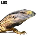 Baby Blackthroat Monitors (Varanus albigularis ionidesi) For Sale - Underground Reptiles