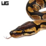 Baby Blade Het Clown (Python regius) For Sale - Underground Reptiles