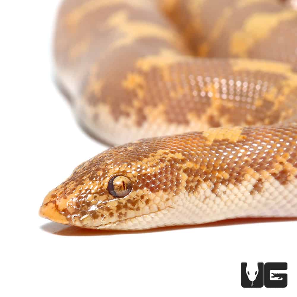 Kenyan Sand Boa - Lehigh Valley Zoo