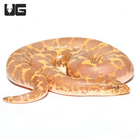 Baby Blonde Albino Kenyan Sand Boa