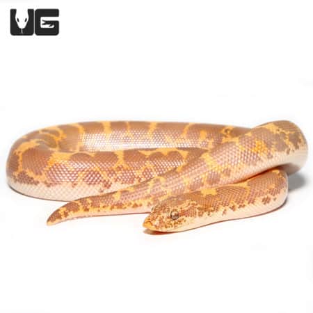 Baby Blonde Albino Kenyan Sand Boa