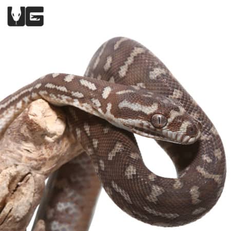 Baby Bredl's Python (Morelia bredli) For Sale - Underground Reptiles