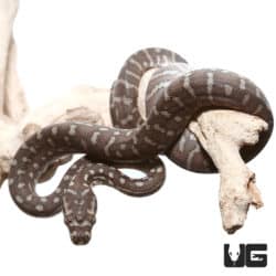 Baby Bredl's Python (Morelia bredli) For Sale - Underground Reptiles