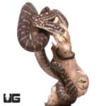 Baby Bredl's Python (Morelia bredli) For Sale - Underground Reptiles