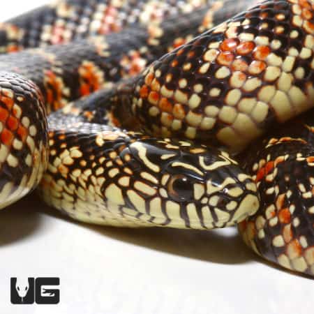 Juvenile Brooks Het Axanthic Kingsnake, showcasing vibrant pattern and coloration.