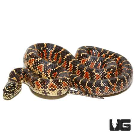 Axanthic Kingsnake juvenile with distinctive black, white, and orange pattern.