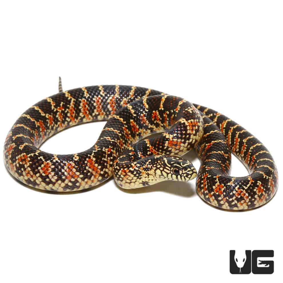 Baby Brooks Kingsnake For Sale - Underground Reptiles