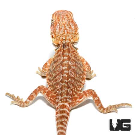 Baby Hypo Sunburst Bearded Dragons For Sale - Underground Reptiles