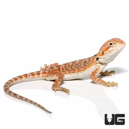 Baby Brown Sugar Cinnamon Bearded Dragon