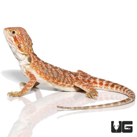 Baby Brown Sugar Cinnamon Bearded Dragon