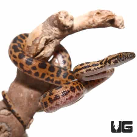 Baby Cape York Spotted Python (Antaresia maculosa)