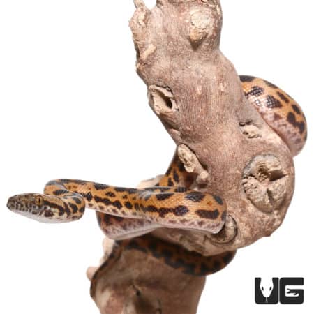 Baby Cape York Spotted Python (Antaresia maculosa)