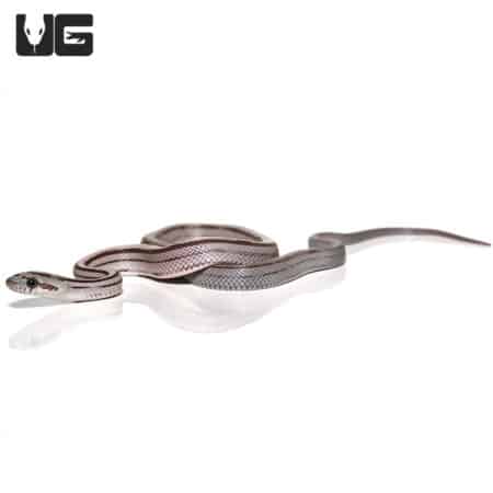 Baby Charcoal Striped Motley Cornsnakes (Pantherophis guttatus) For Sale - Underground Reptiles