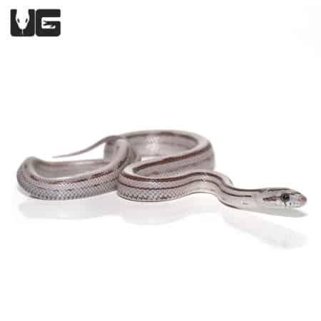 Baby Charcoal Striped Motley Cornsnakes (Pantherophis guttatus) For Sale - Underground Reptiles