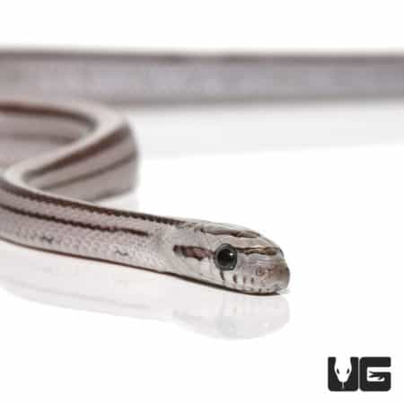 Baby Charcoal Striped Motley Cornsnakes (Pantherophis guttatus) For Sale - Underground Reptiles