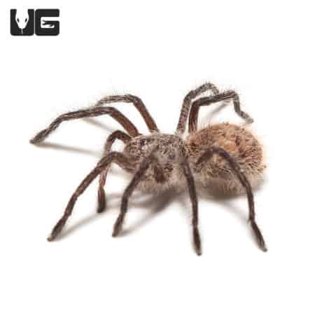Close-up of a Chilean Copper Tarantula, showcasing its small size and distinctive copper-colored bod.