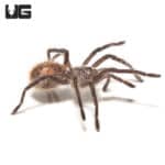 Chilean Copper Tarantula (Phrixotrichus scrofa) For sale - Underground Reptiles