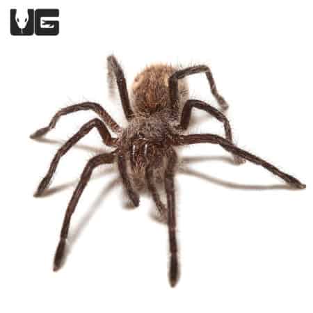 Chilean Copper Tarantula (Phrixotrichus scrofa) For sale - Underground Reptiles
