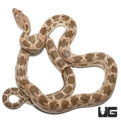 Baby Egyptian Diadem Rat Snake (Spalerosophis diadema) For Sale - Underground Reptiles