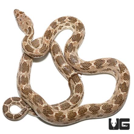 Baby Egyptian Diadem Rat Snake (Spalerosophis diadema) For Sale ...