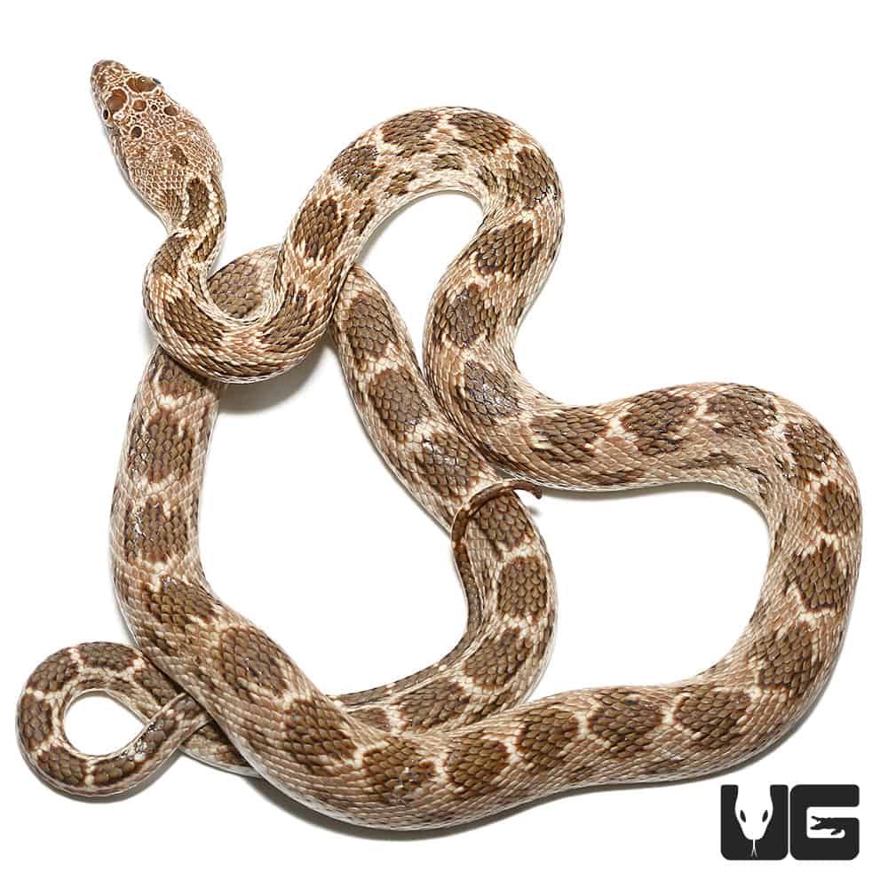 Baby Egyptian Diadem Rat Snake - Underground Reptiles