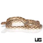 Baby Egyptian Diadem Rat Snake (Spalerosophis diadema) For Sale - Underground Reptiles