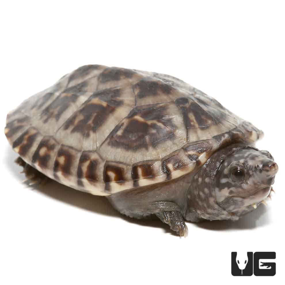 Baby Giant Mexican Musk Turtles For Sale - Underground Reptiles